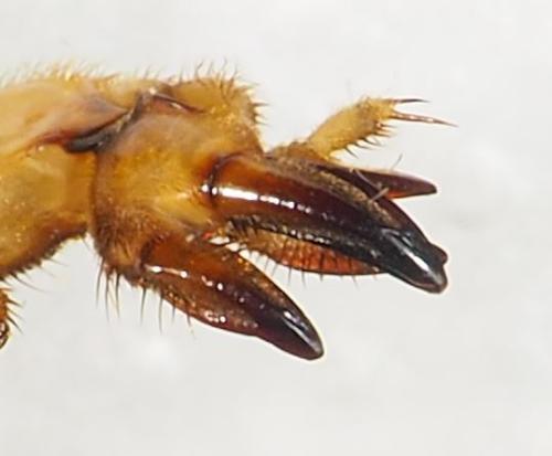 Neoscapteriscus didactylus